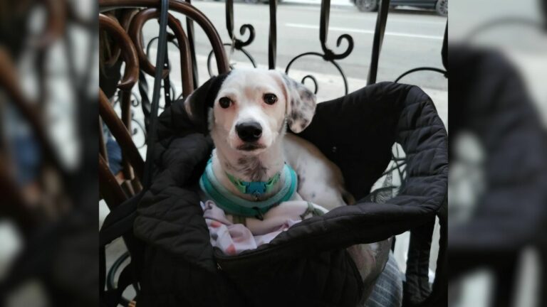 sweet dog