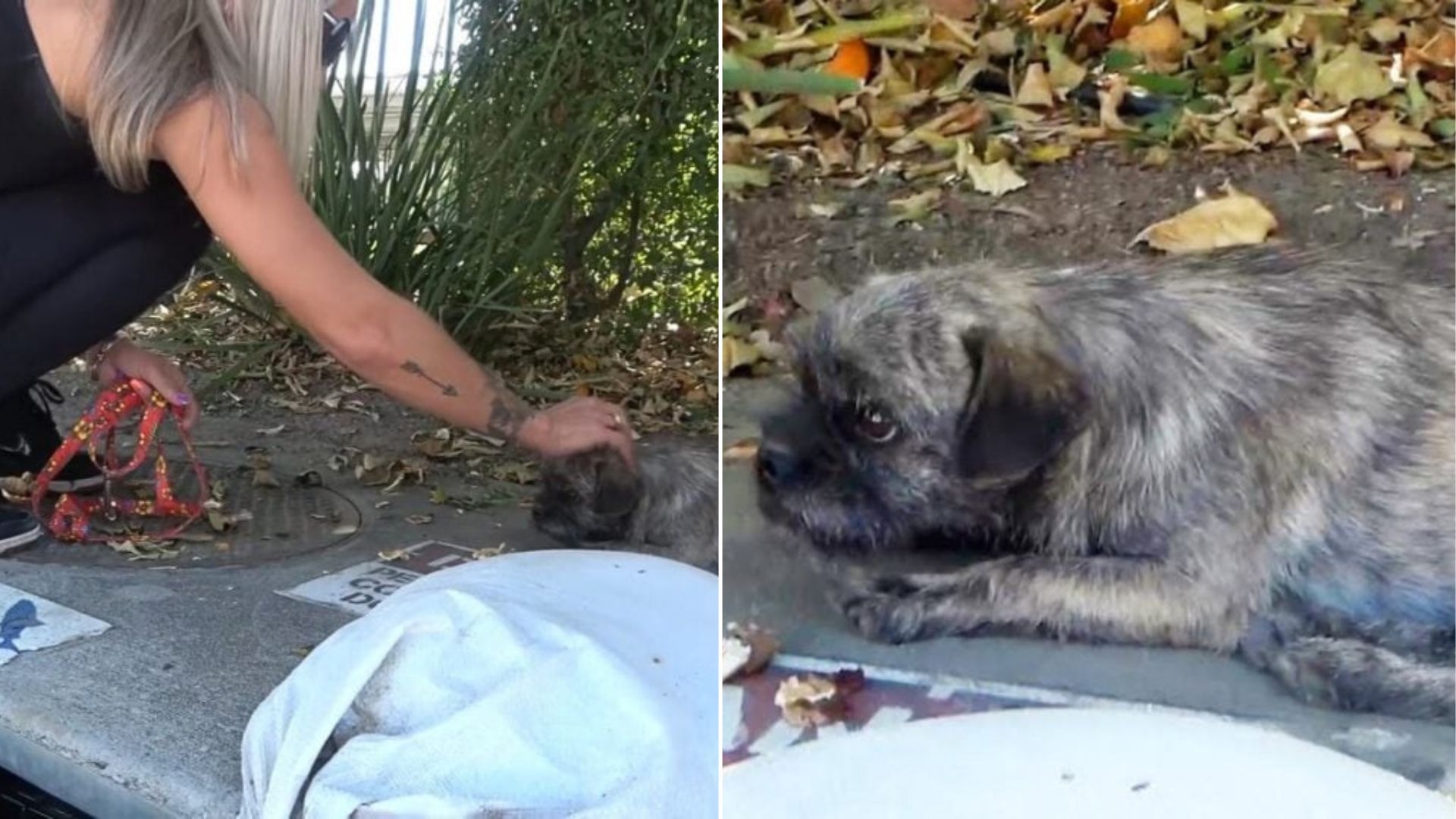 California Owners Abandon Puppy In Industrial Area, Leaving Him Heartbroken And Confused