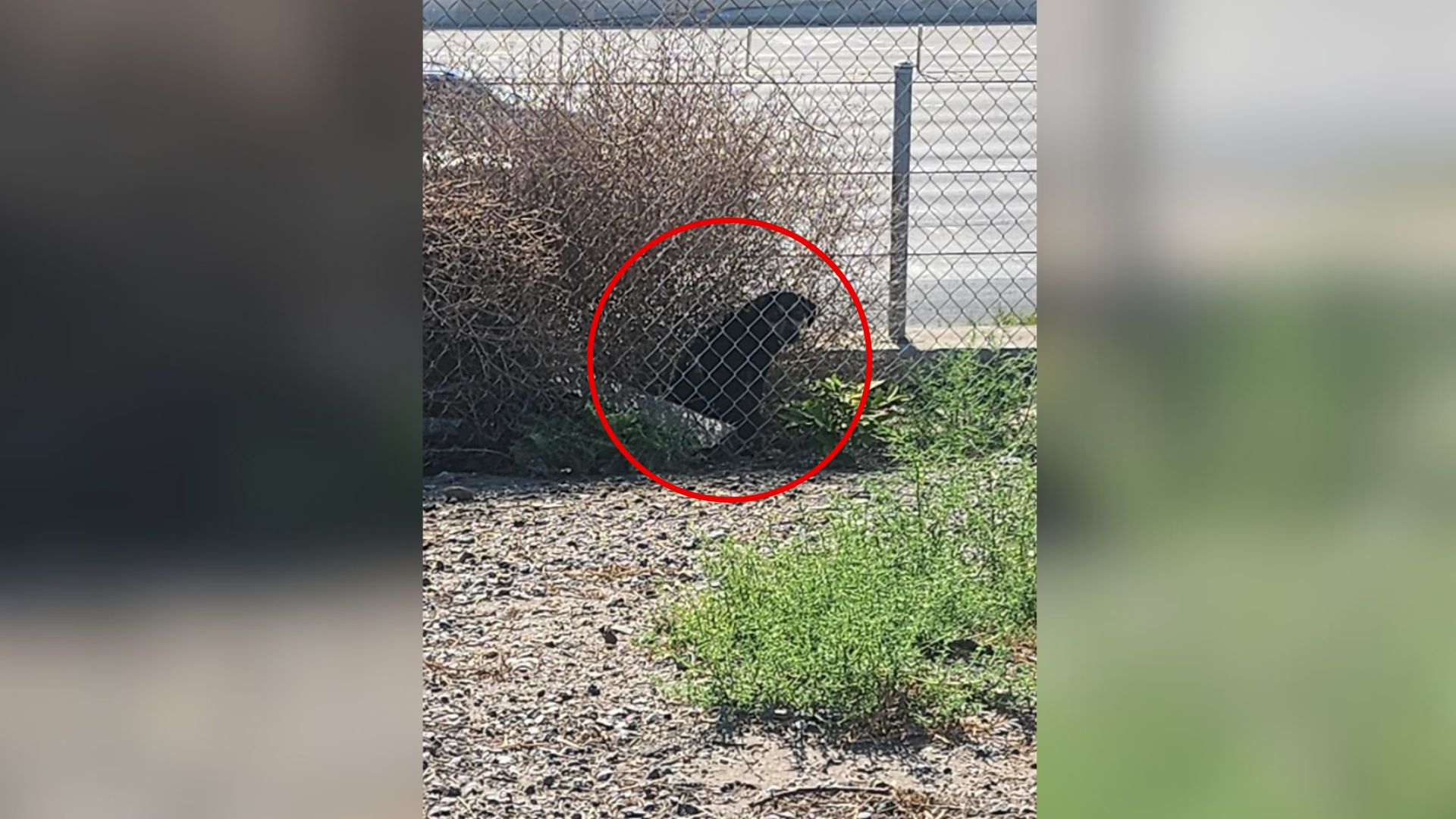 California Pup Abandoned Near Freeway Experiences A Life-Changing Rescue