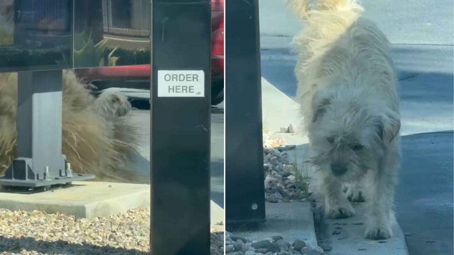 California Pup Spends Days At Fast Food Drive-Thru Hoping Someone Will Feed Him