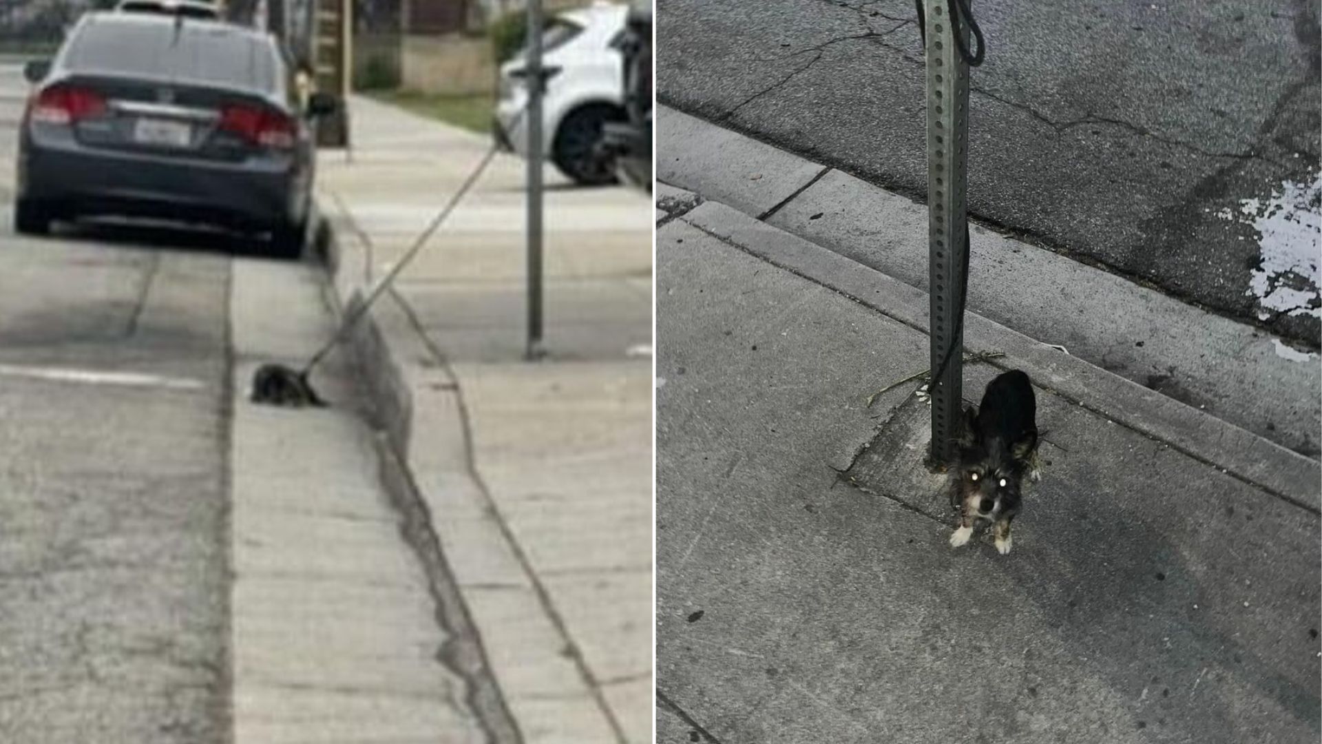 California Pup Was Bound To A Pole In Plain Sight But Only One Person Took Action