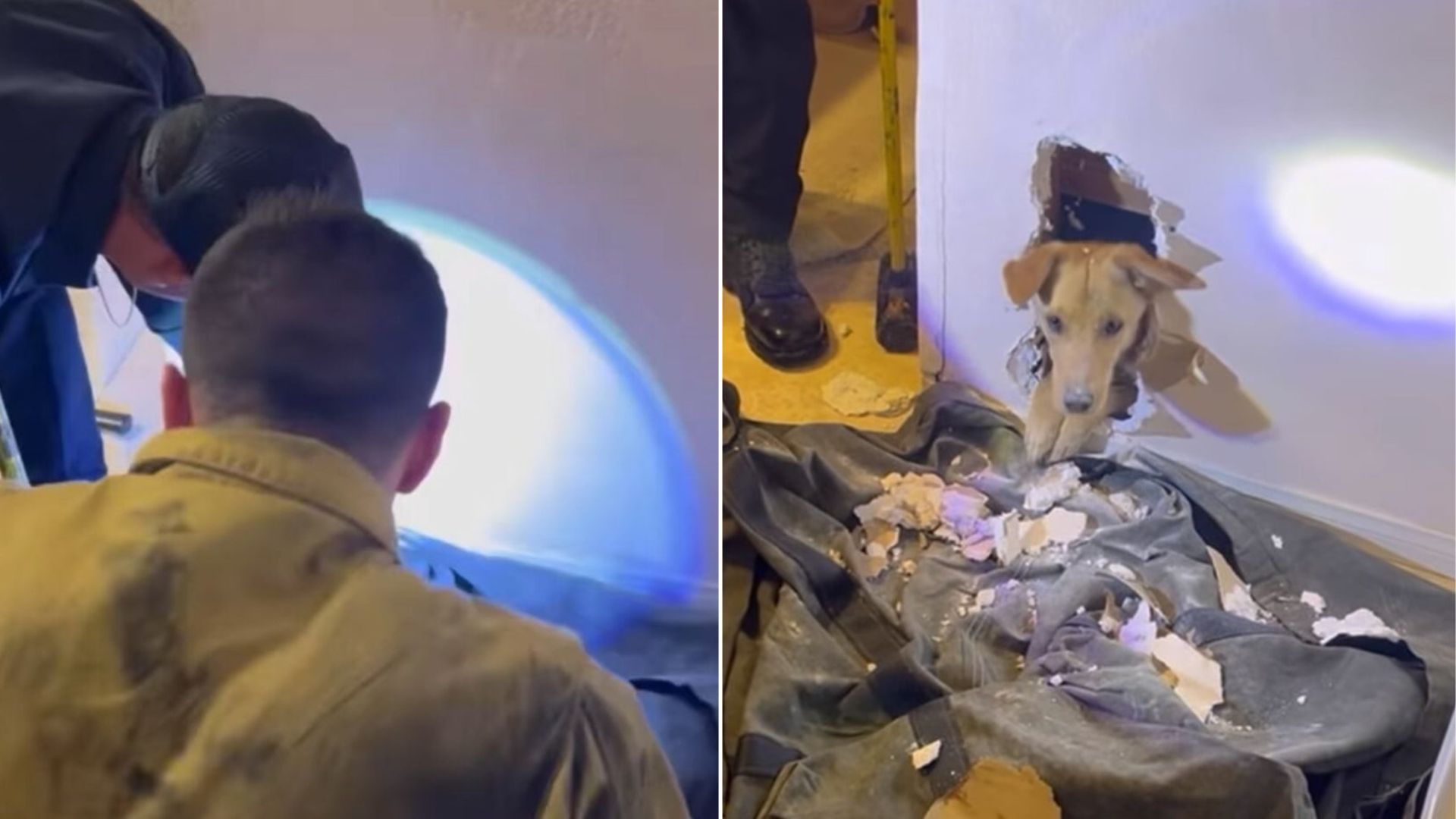 California Pup Was Trapped In A Wall For Hours And Firefighters Step In For A Heroic Rescue