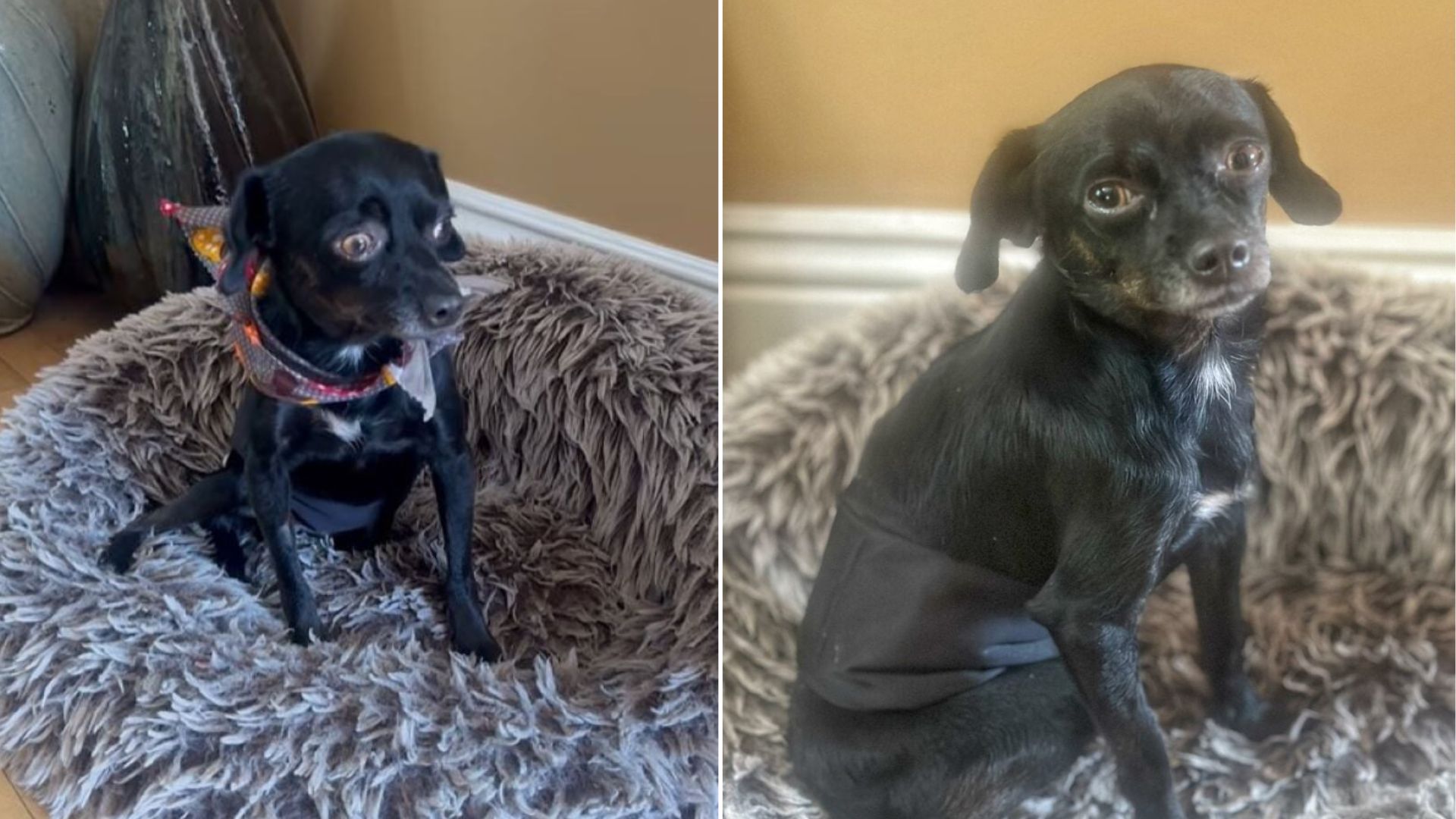 California Rescue Pup Breaks Down In Tears After Arriving At Foster Home, And The Reason Is Gut-Wrenching