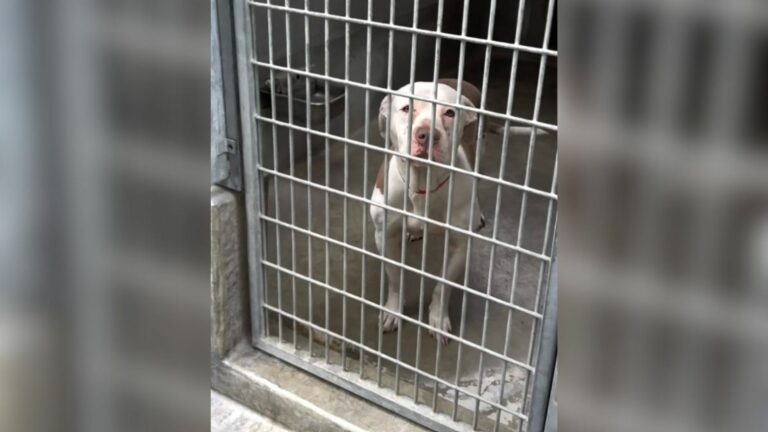 dog crying in her kennel