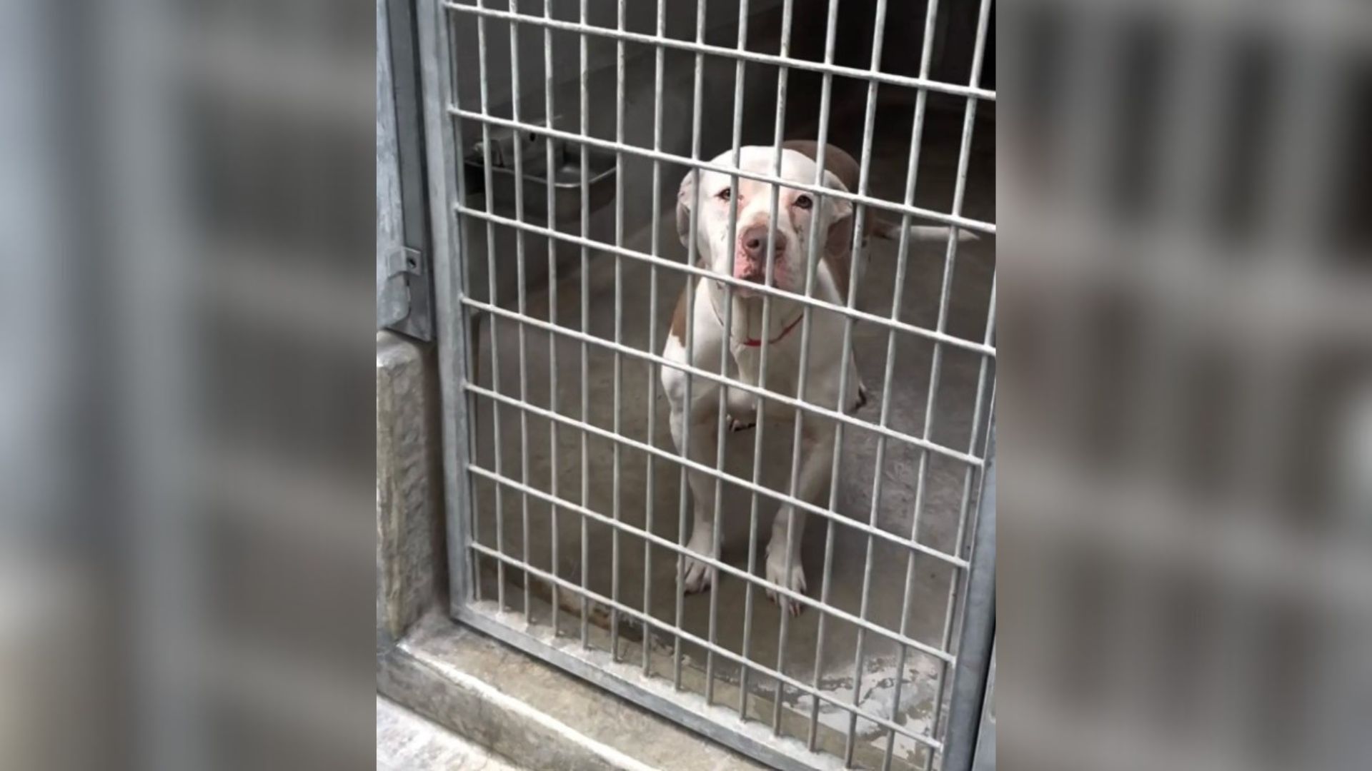 dog crying in her kennel