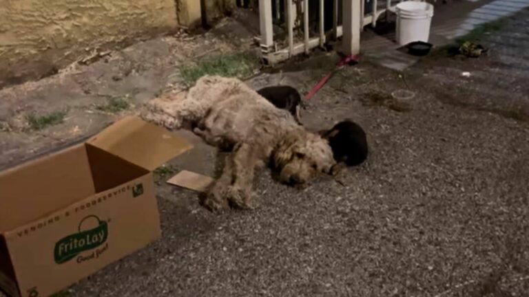 chained dog in distress next to cardboard box