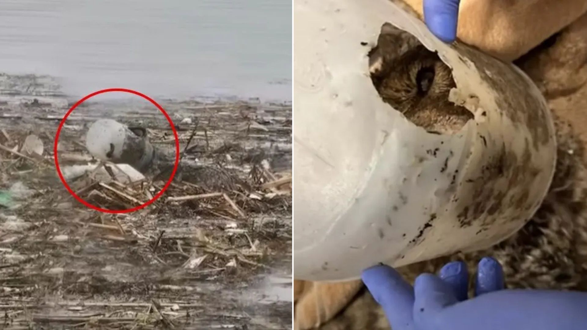 California Rescuers’ Hearts Race As They Find An Animal With Its Head Stuck In A Plastic Container