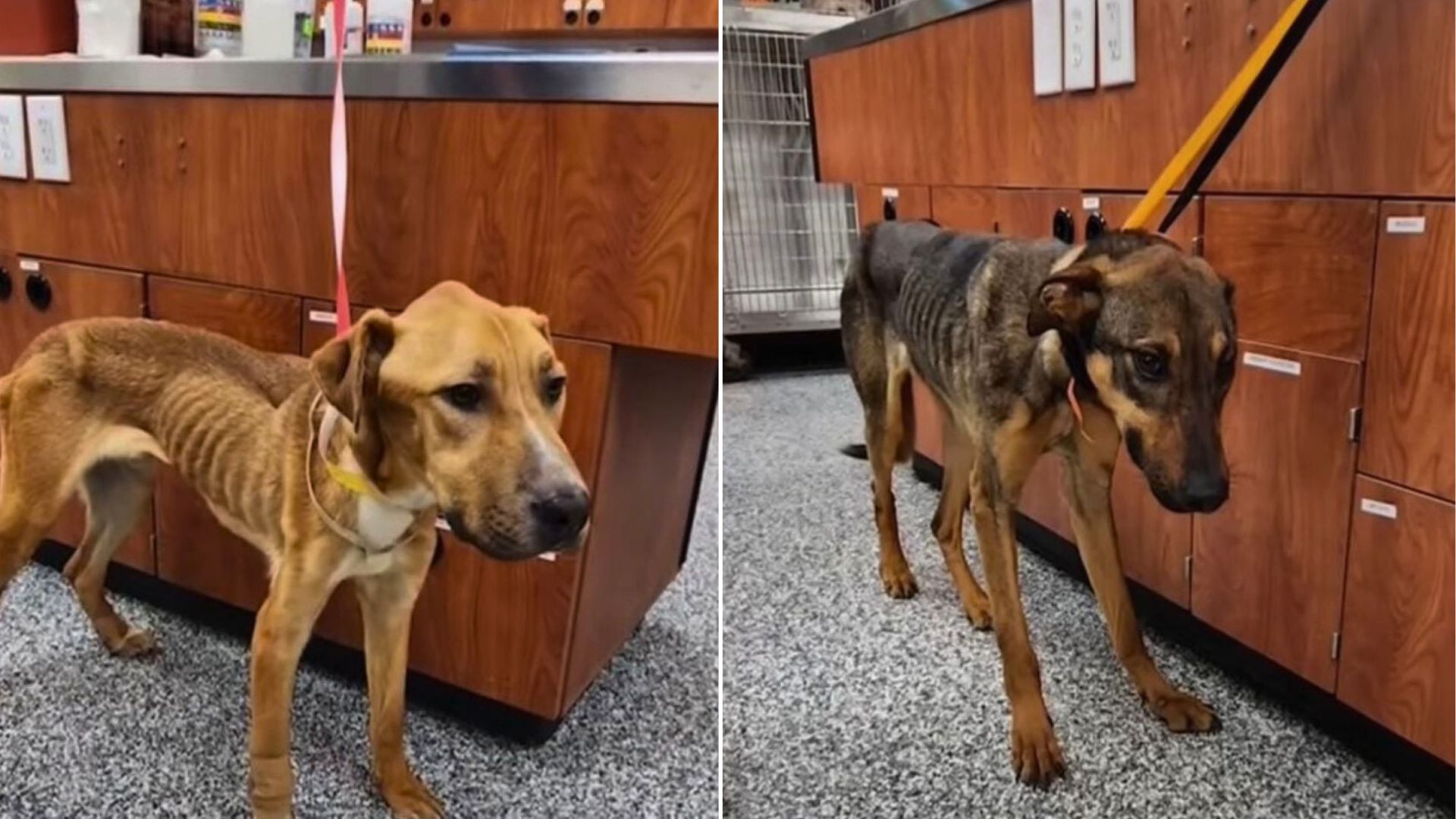 California Rescuers Uncover Fake Shelter Hiding 23 Malnourished Dogs
