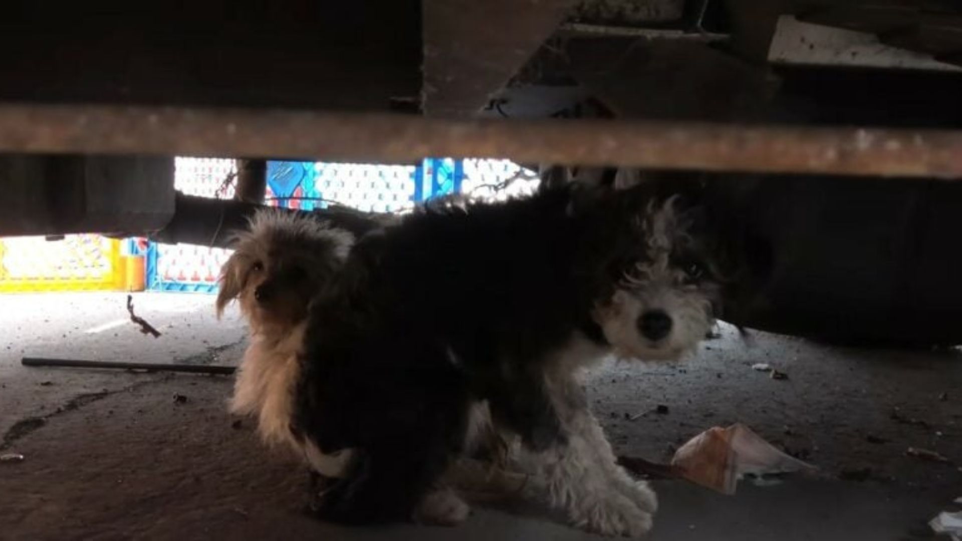California Rescuers Were Shocked To Discover Terrified Pregnant Dog Who Was About To Give Birth