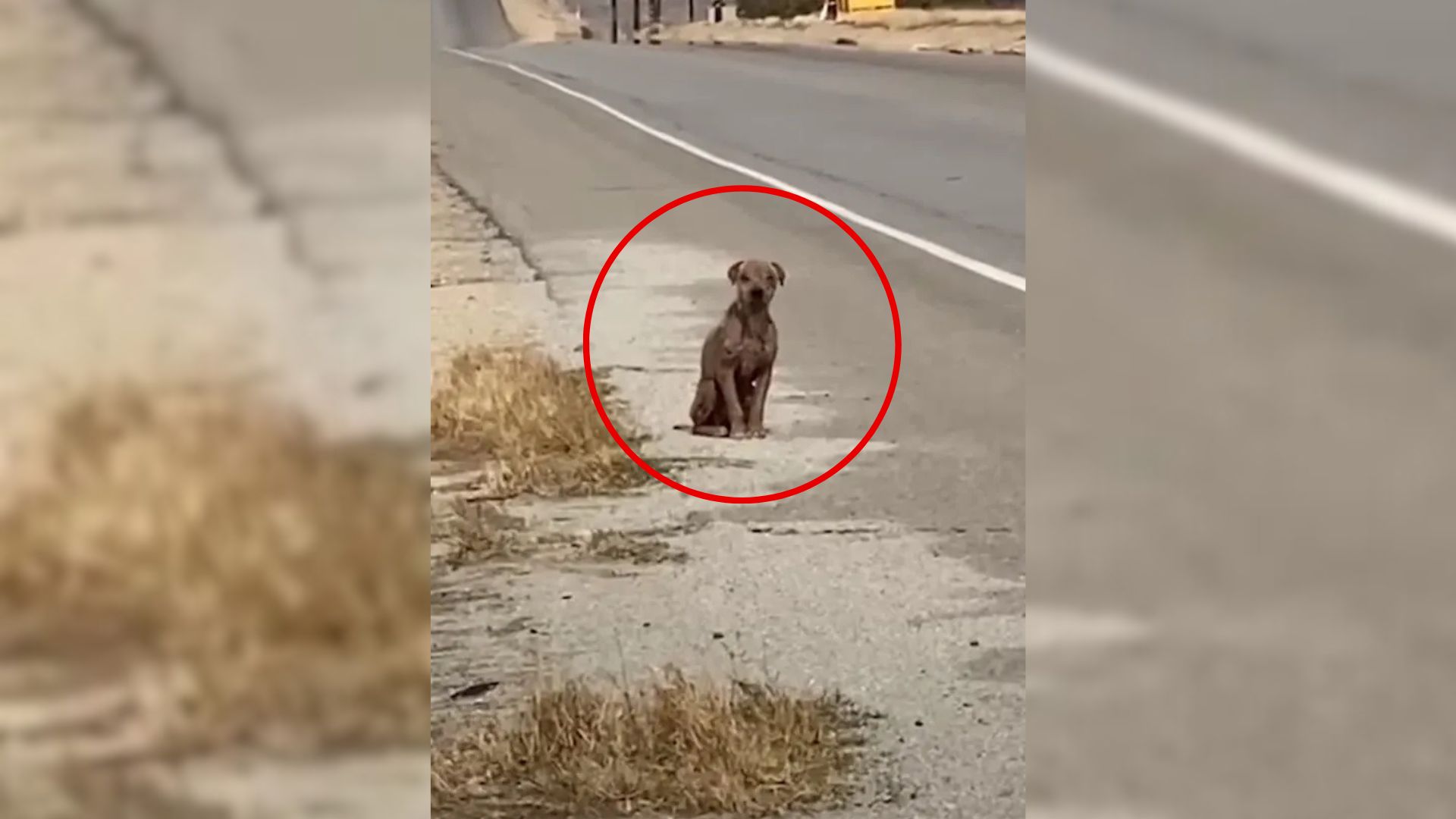 dog on the road