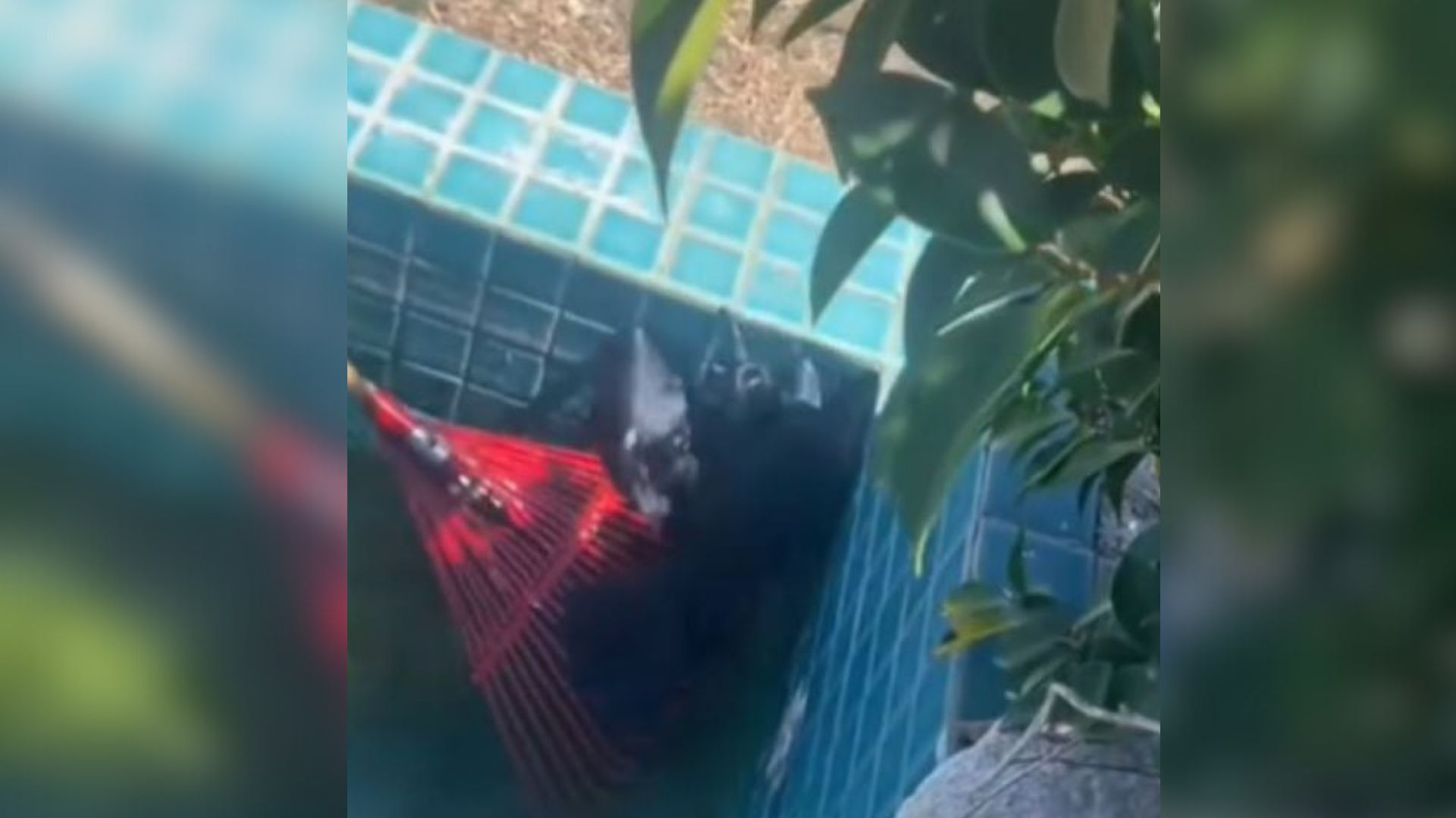California Residents Were Alarmed By Strange Noises Outside, Here’s What They Found