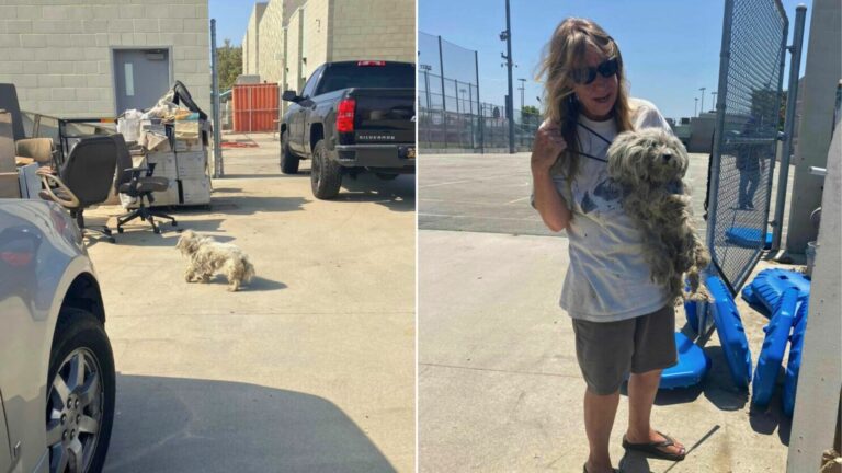 dog abandoned in the yard