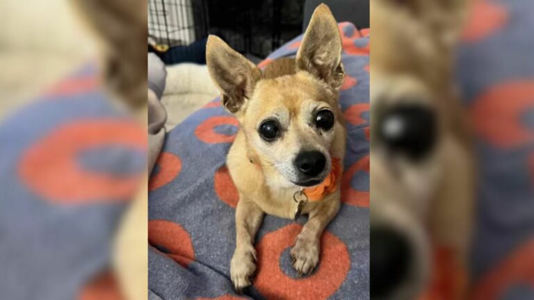 senior chihuahua surrendered to shelter