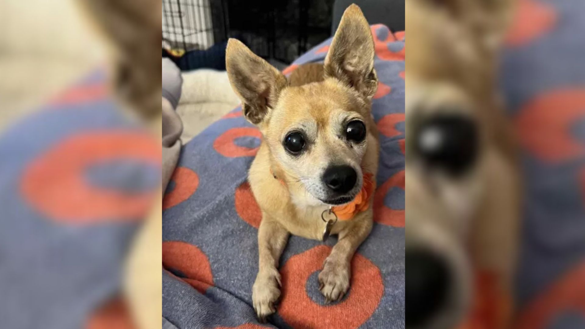 senior chihuahua surrendered to shelter