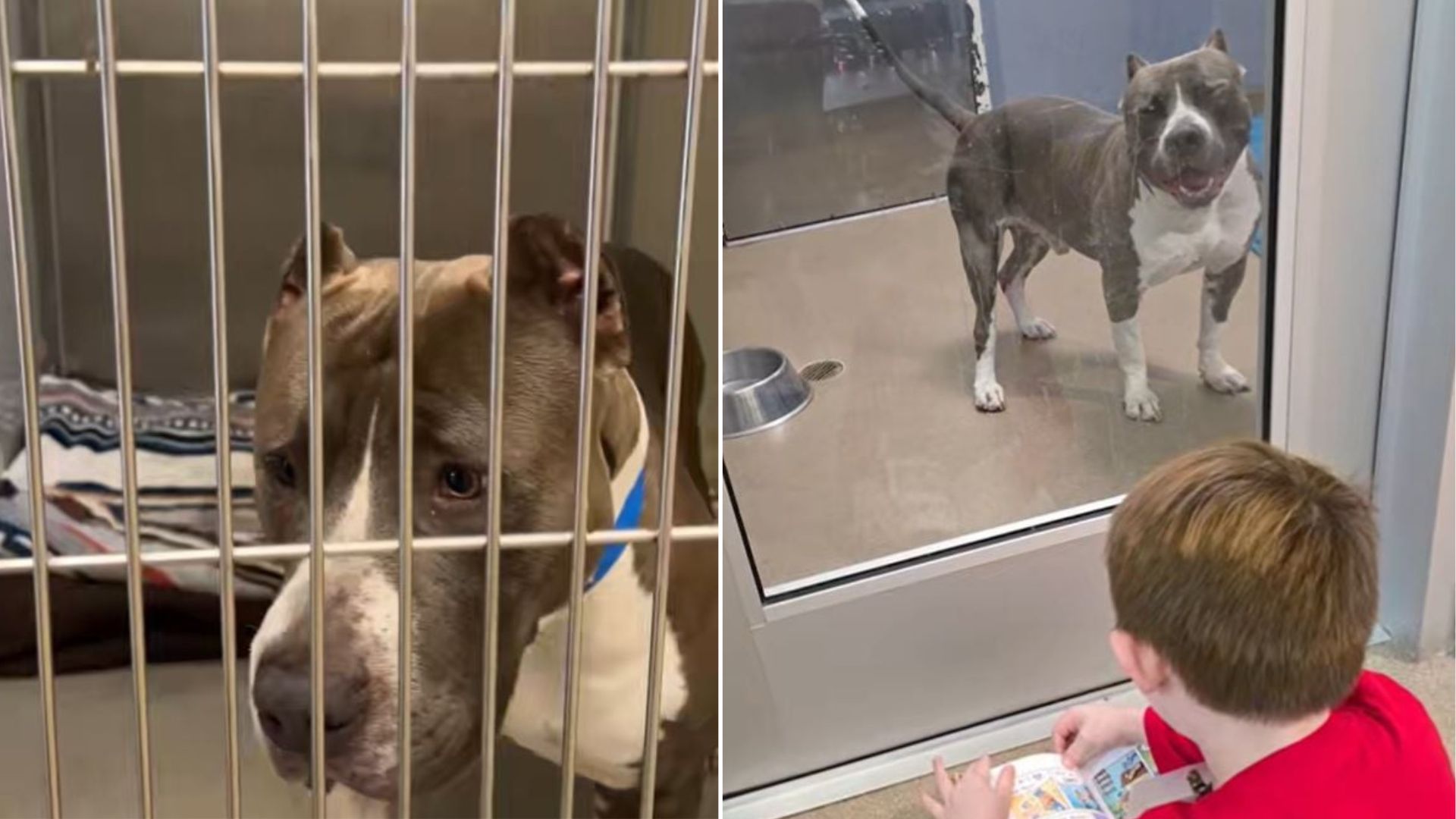 California Shelter Dog Listens To A Boy’s Story And Finds His Happily Ever After