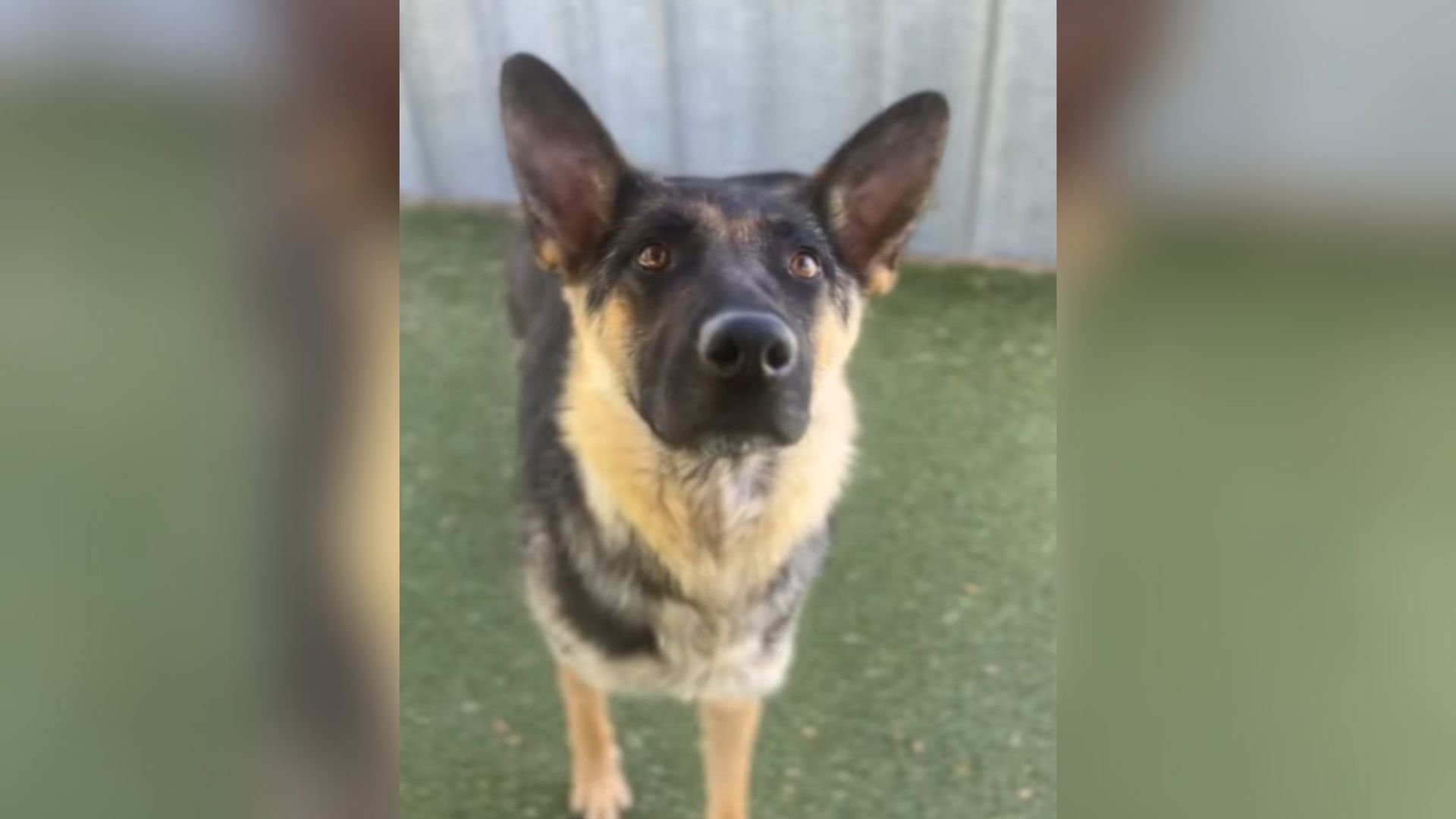 California Shelter Dog’s Final Walk Before Euthanasia Gets A Surprise Ending You Won’t Believe