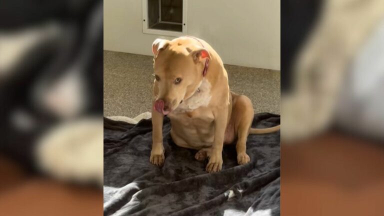 sad dog