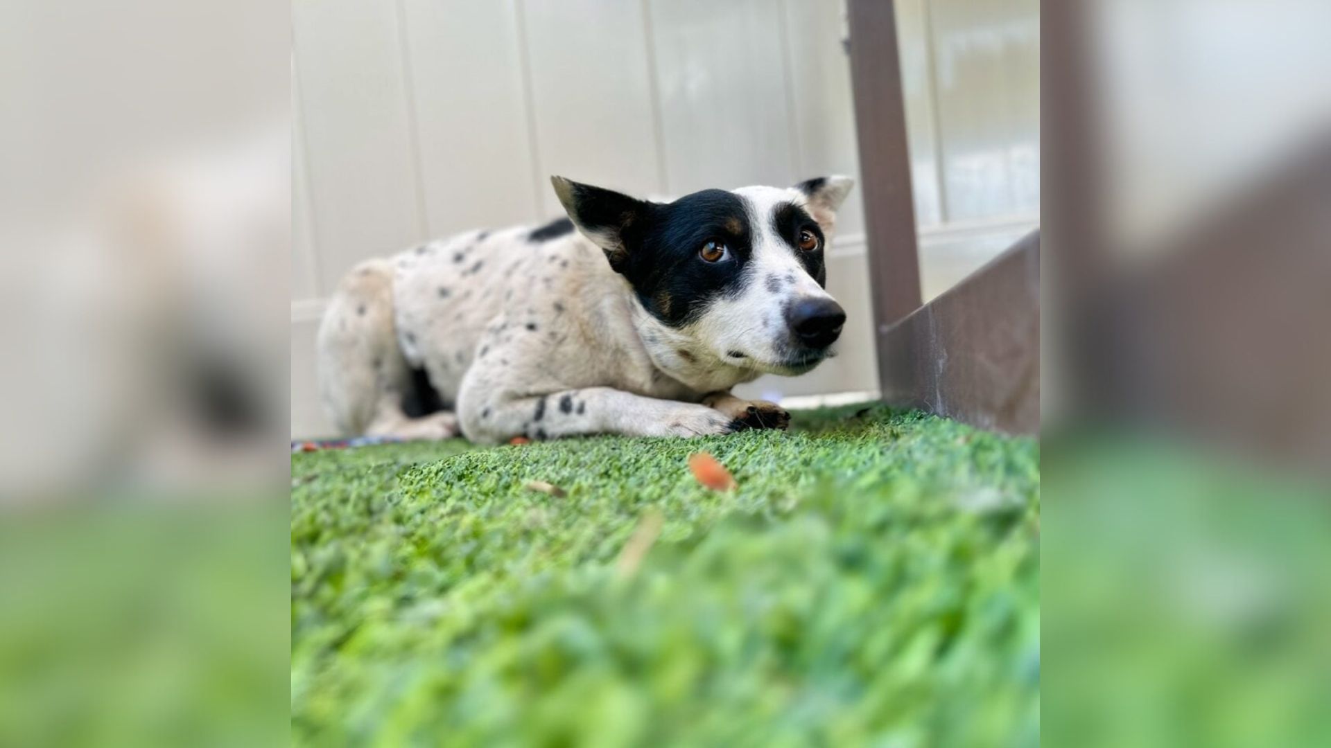 California Shelter Pup Cowered From Everyone Until A Family Showed Her What Love Feels Like
