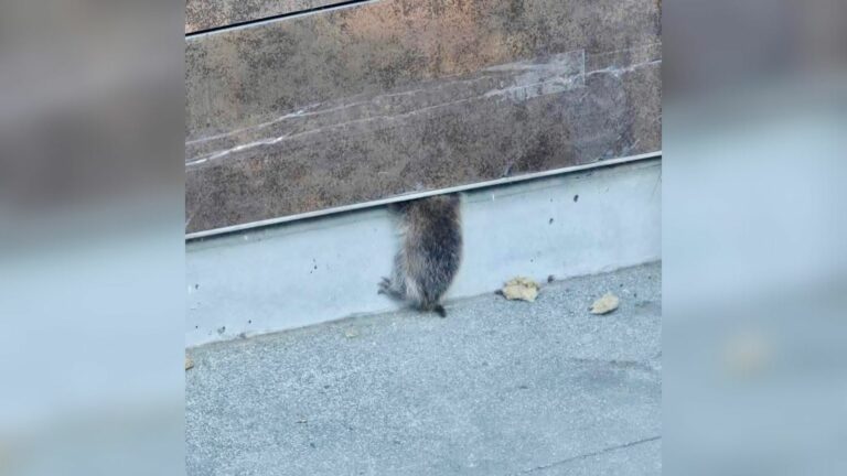 stuck animal