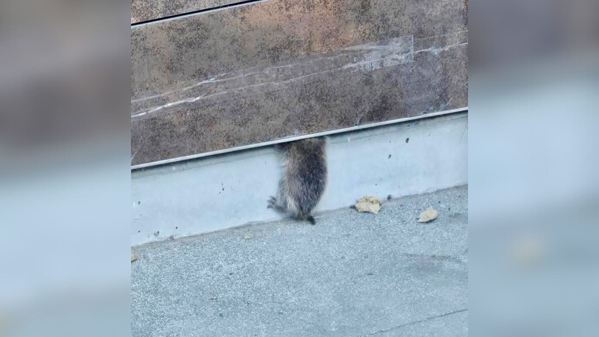 California Sports Arena Staff Finds Furry Creature Trapped In Wall, Then Discovers More Surprises