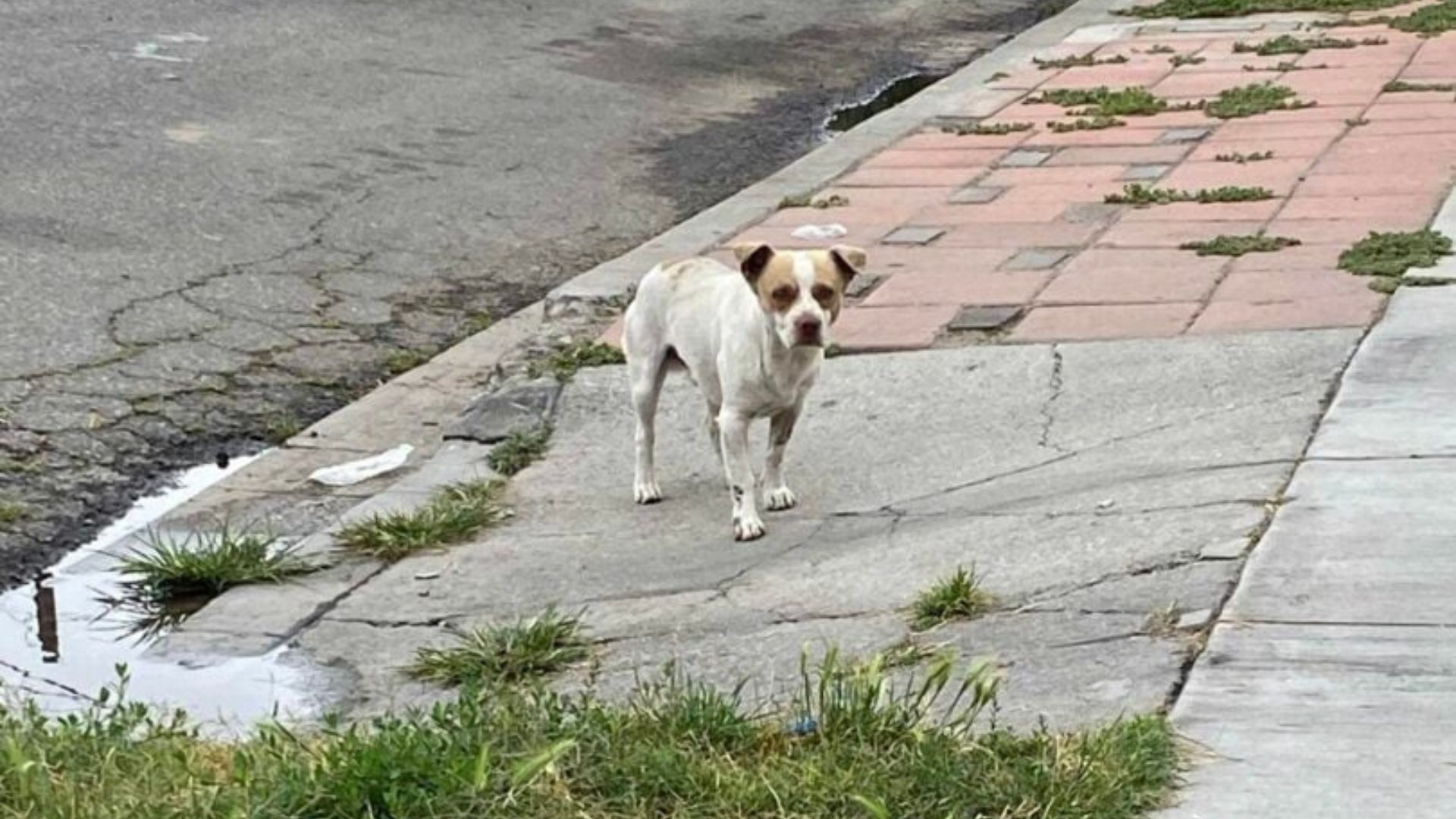 California Stray Dog Begs Neighbors For Food Until One Woman Shows Him He Matters