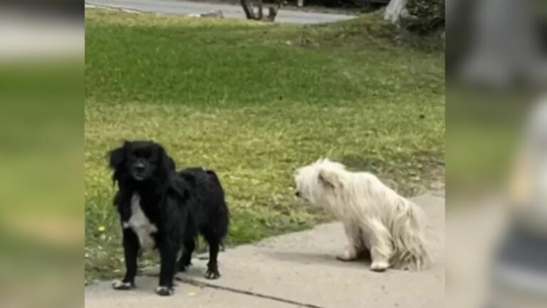 stray dogs refused to leave each other's side