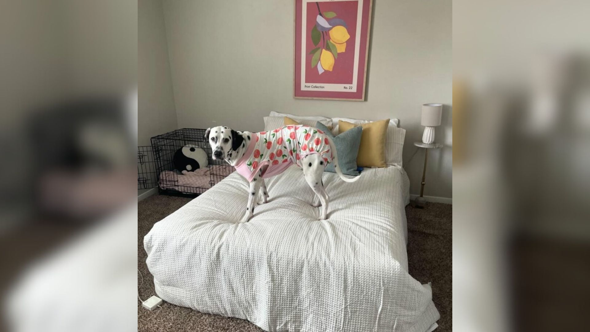 California Woman Adopts Dream Dog, But A Vet Visit Reveals A Heartbreaking Truth