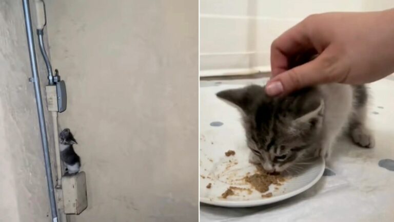 kitten hiding on electrical box