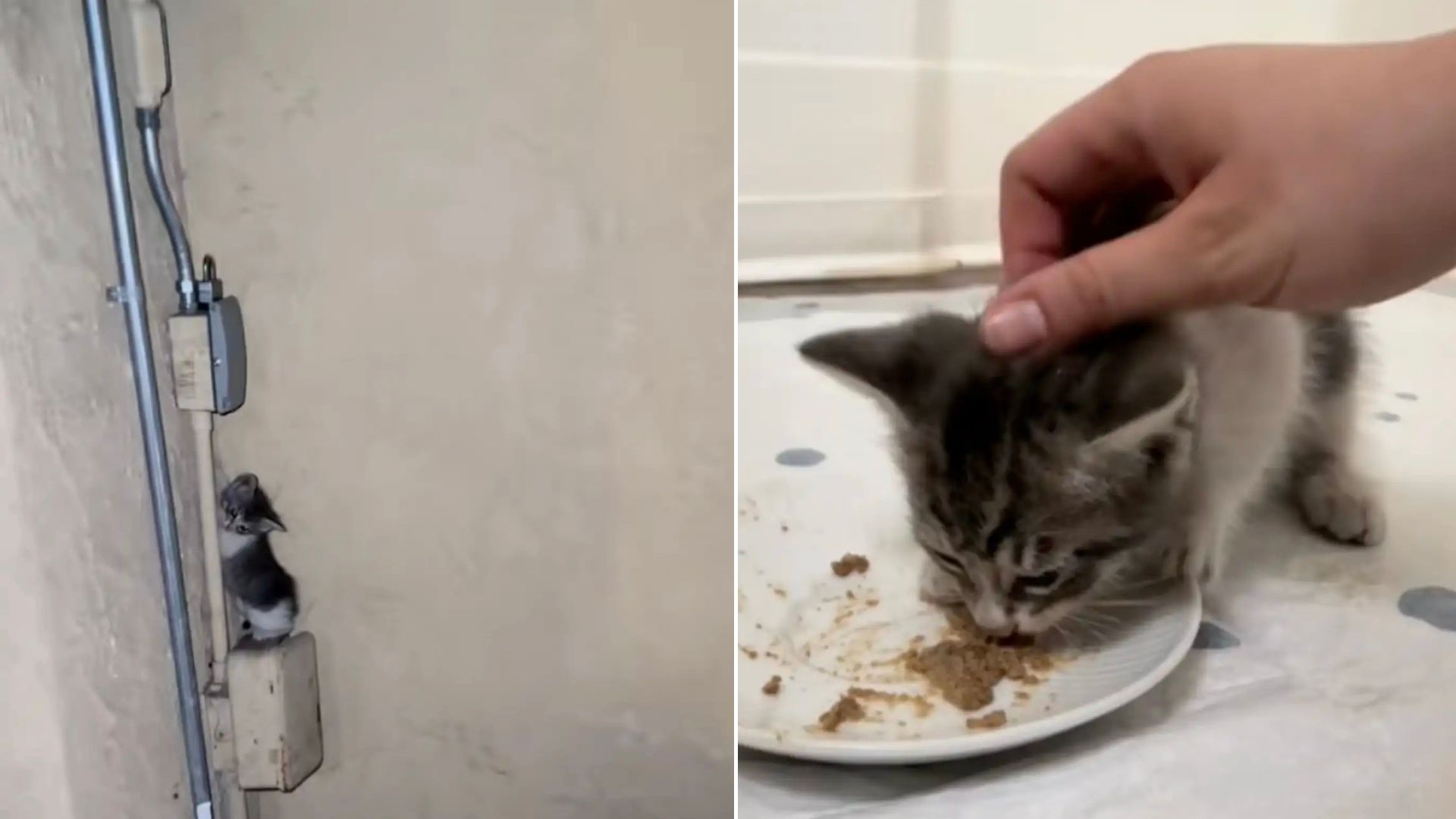 California Woman Awakened By Strange Cries At 1 A.M. Steps Outside And Makes A Shocking Discovery