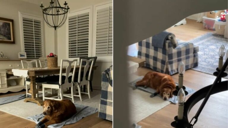 dog sleeps in the same spot every night