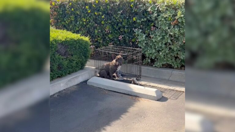 dog trapped in a crate