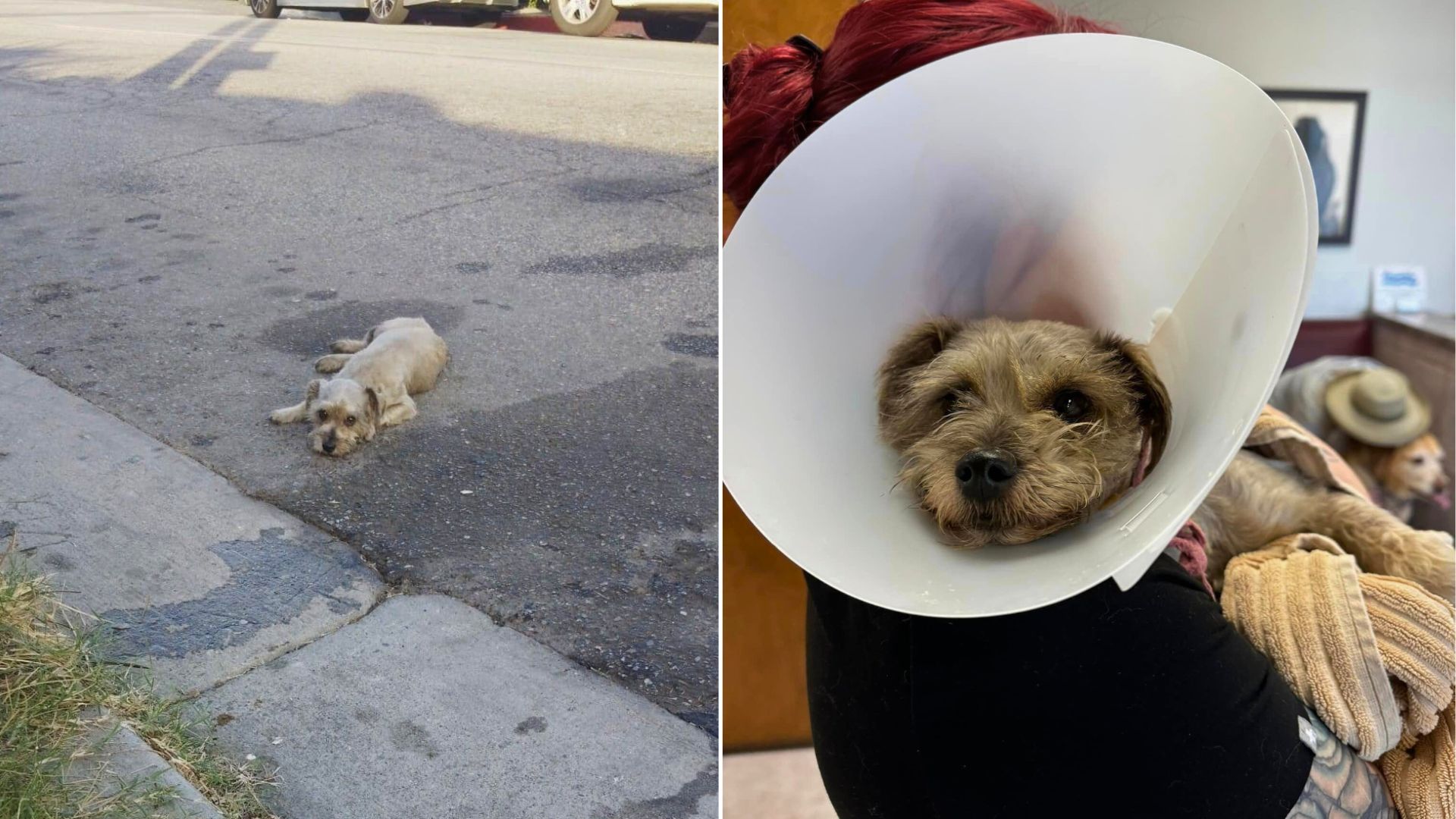 California Woman Races To Save Injured Pup, But Fate Has Other Plans