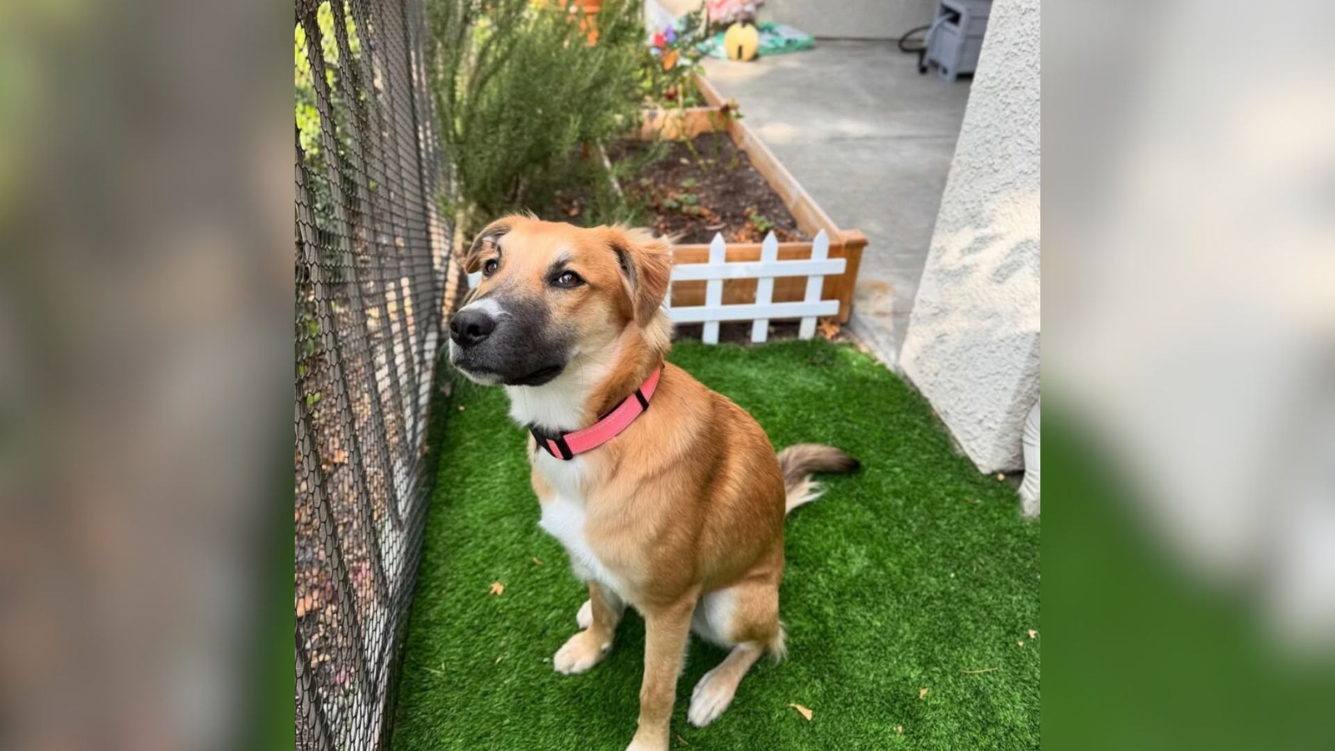California Woman Shows Love Growing Between Her Baby Girl And Their New Family Pup