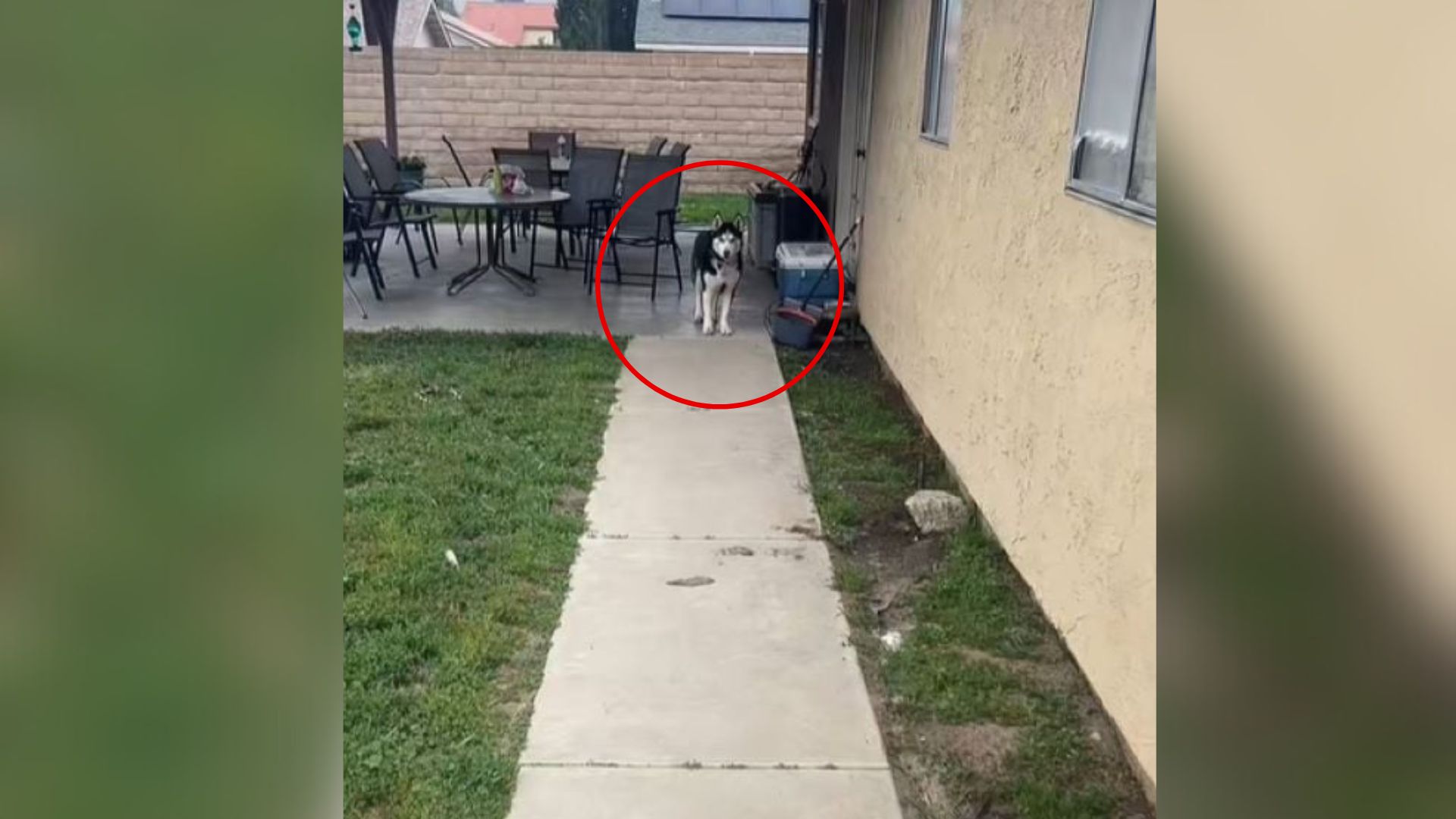 California Woman’s Rescue Dog Shows Something Special On Her First Night Home