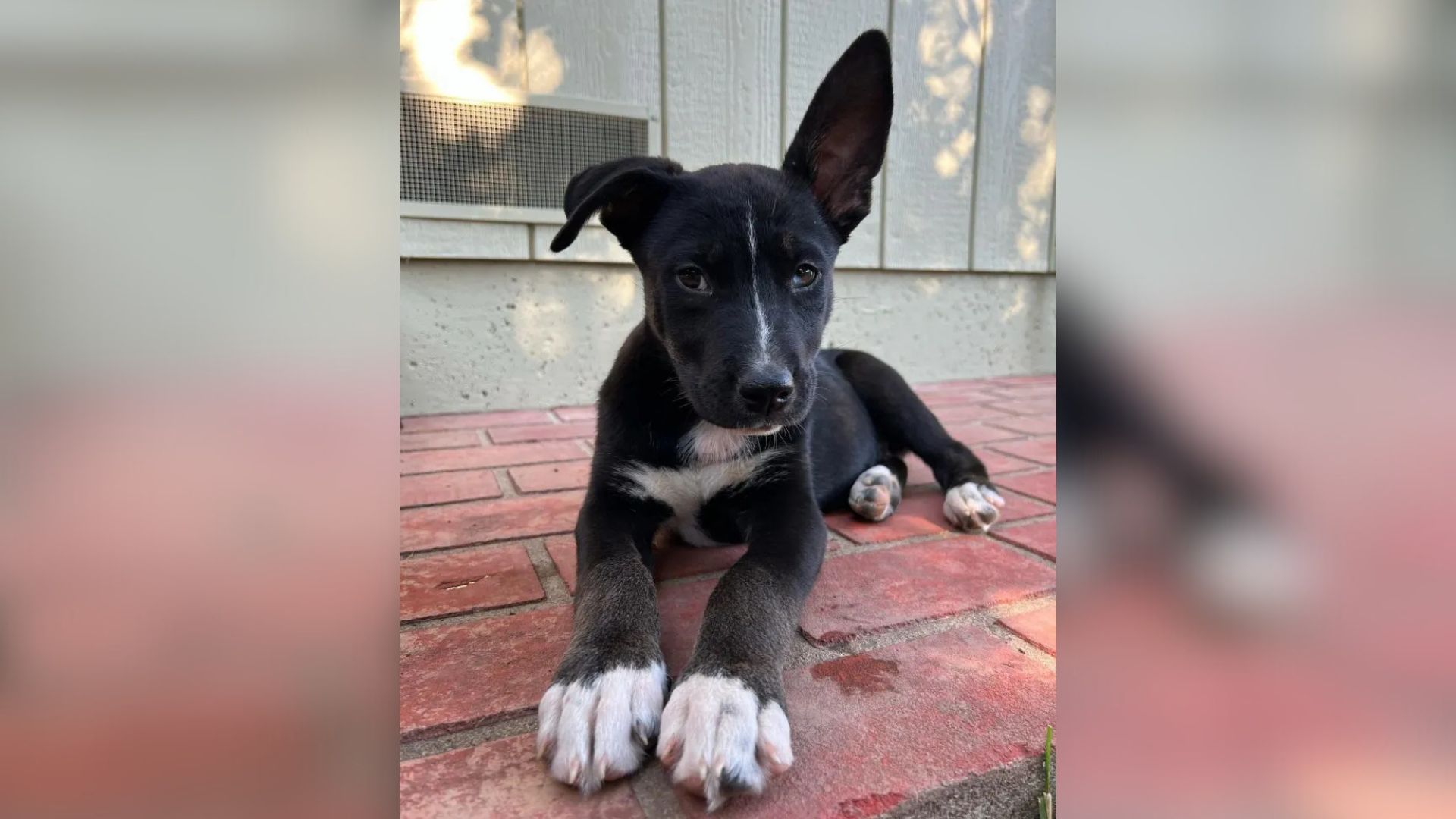 California Woman’s Secret Wish Comes True When She Sees Who Adopted Her Foster Pup