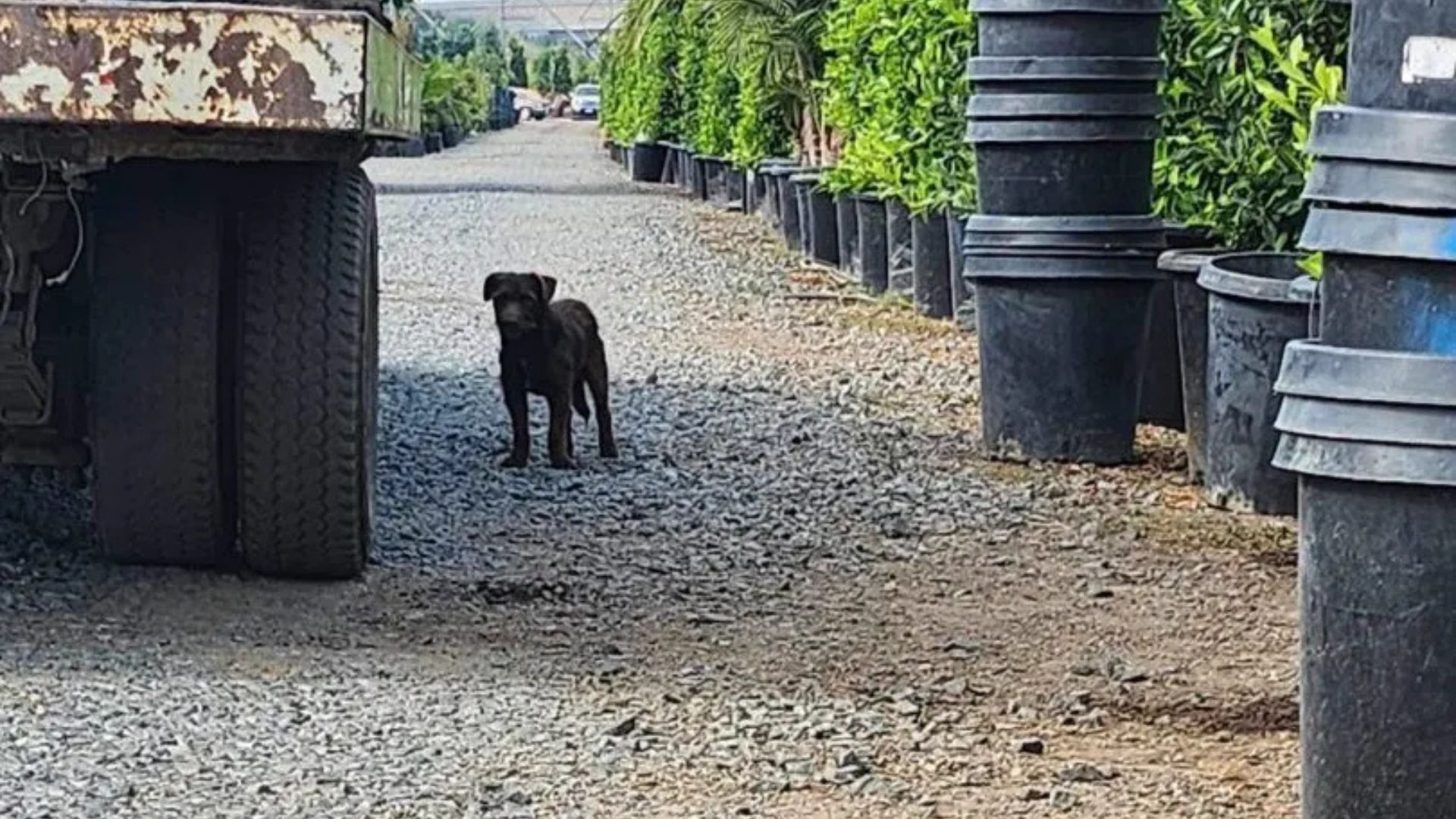 California Worker Finds A Strange Visitor Hiding In The Garden With A Secret No One Expected