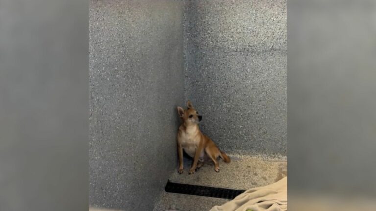 chihuahua in shelter