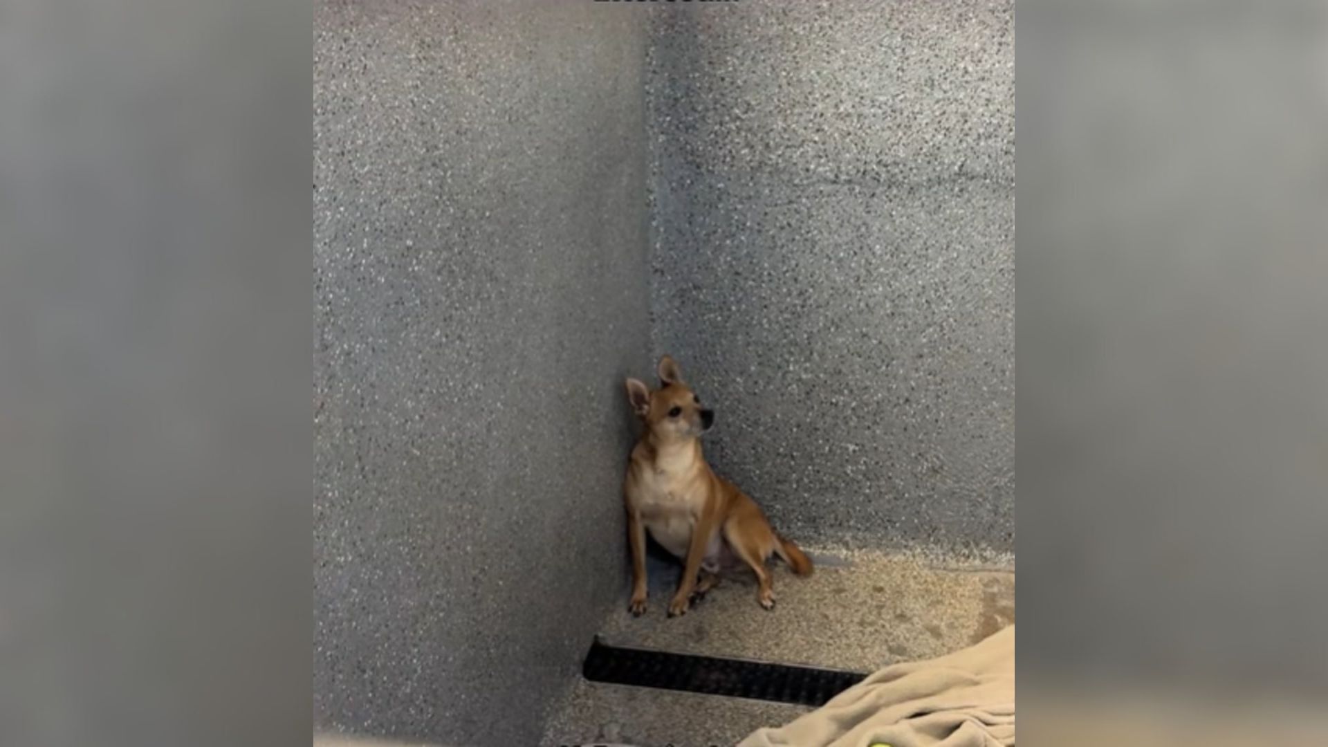 California’s Overlooked Chihuahua Who Lived Most Of His Life In A Shelter Leaves Everyone In Tears