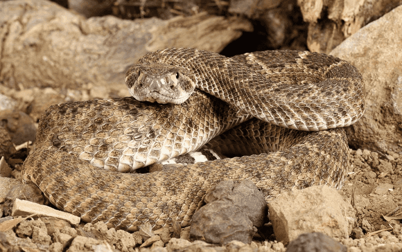 Your Yard Becomes Snake Central
