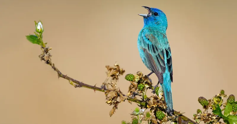 Indigo Bunting
