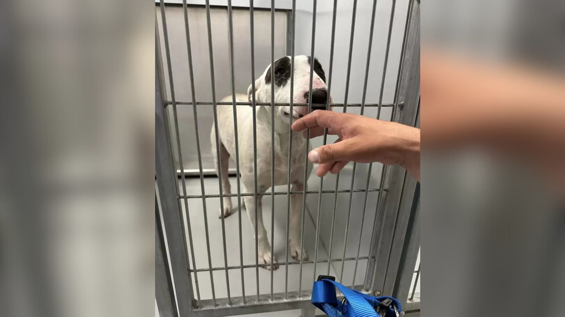 lost dog in shelter