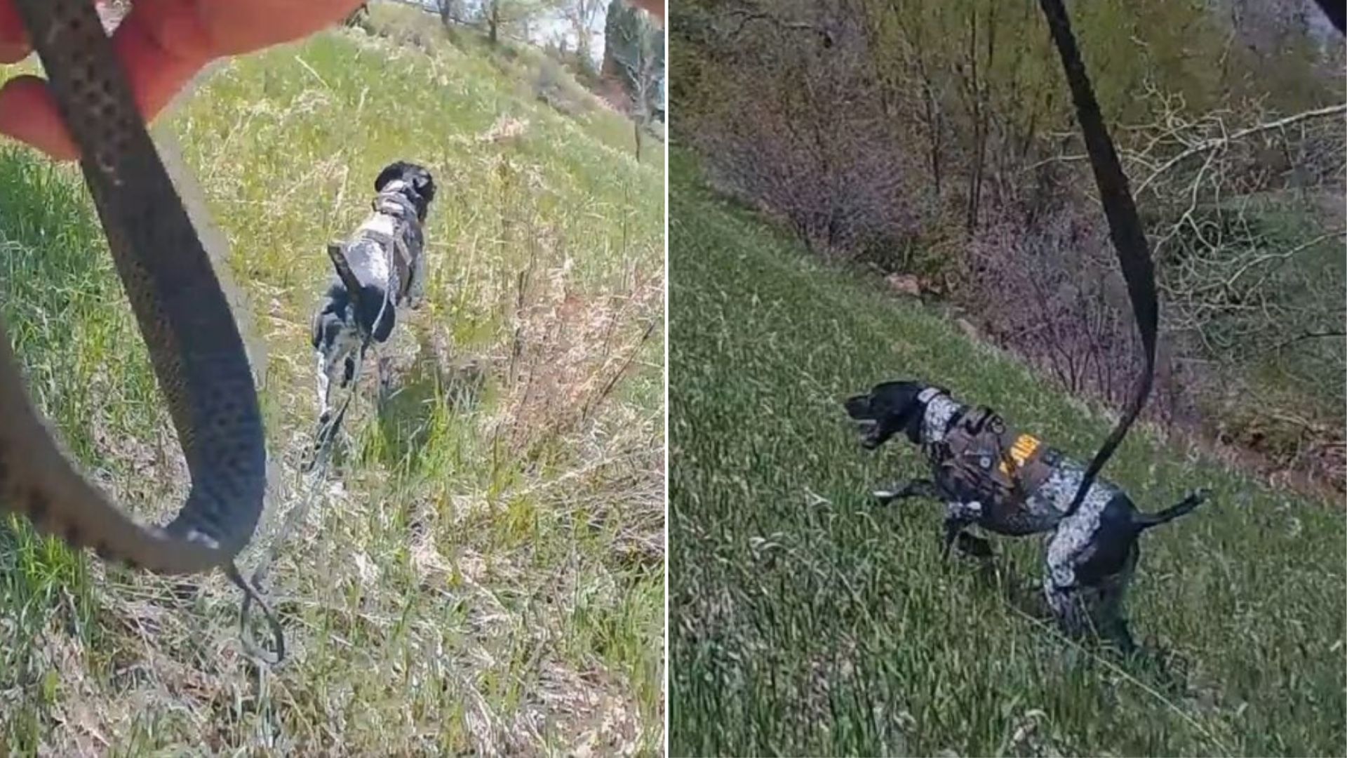Colorado Police Dog’s Courageous Search Saves Life Of Elderly Woman In Ravine