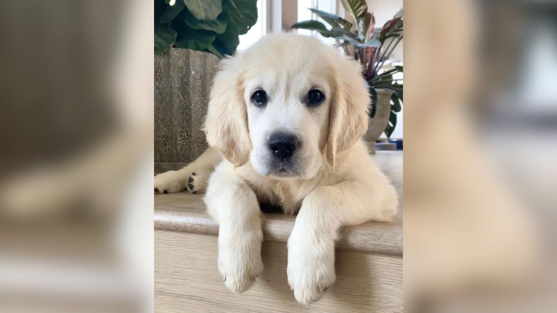 Colorado Pup’s Quiet Way Of Saying “I Love You” Melts His Family’s Hearts