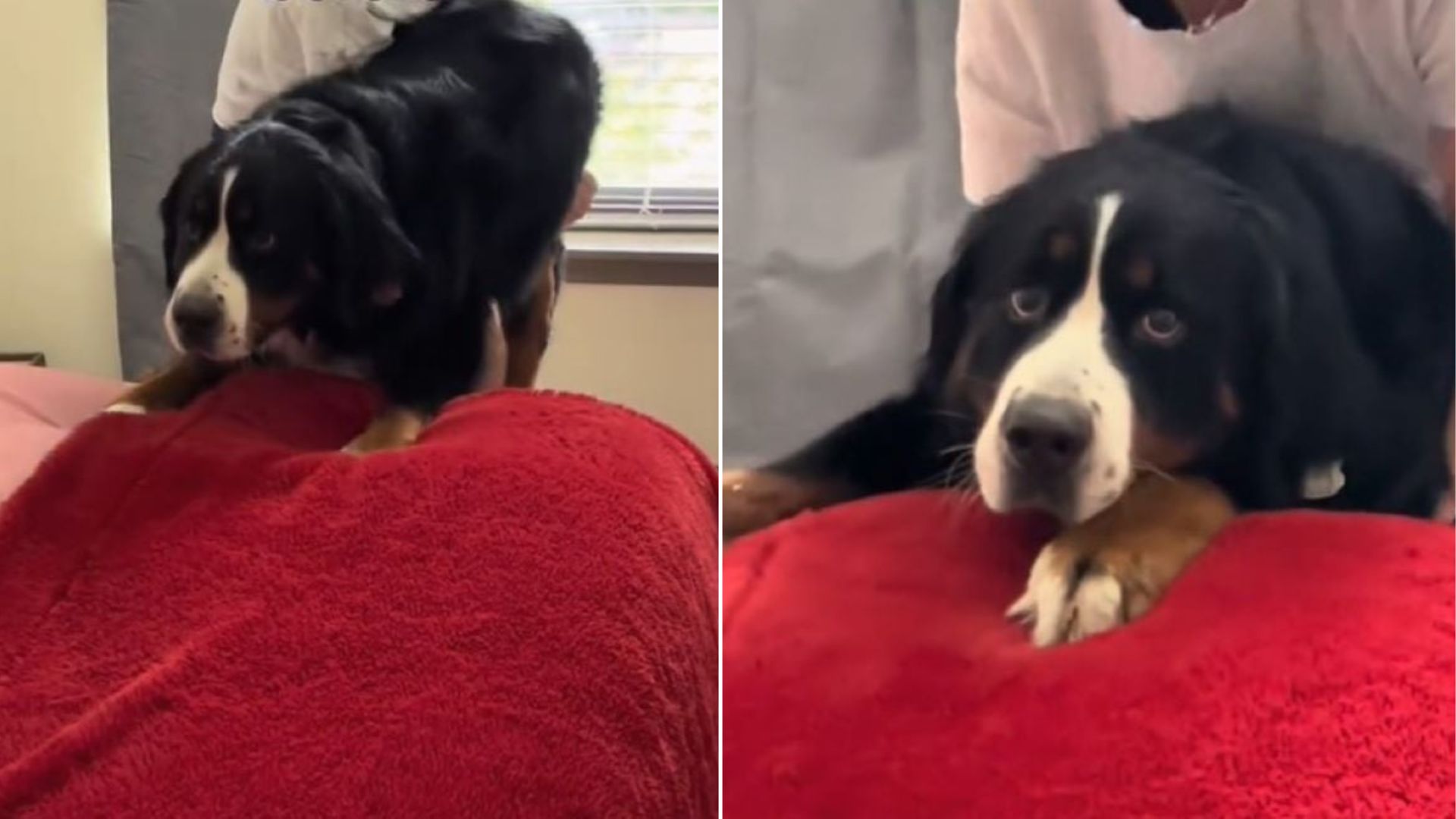 dog laying on bed