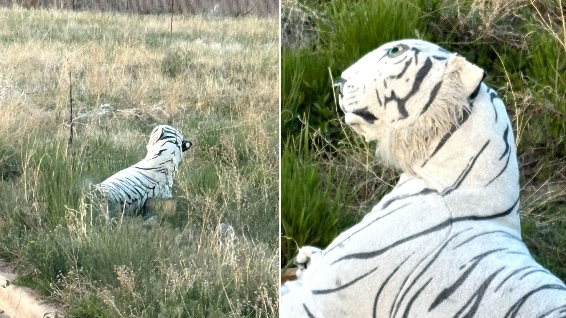 Colorado Rescuers Called About An ‘Injured Pup’, But The Truth Was Truly Shocking