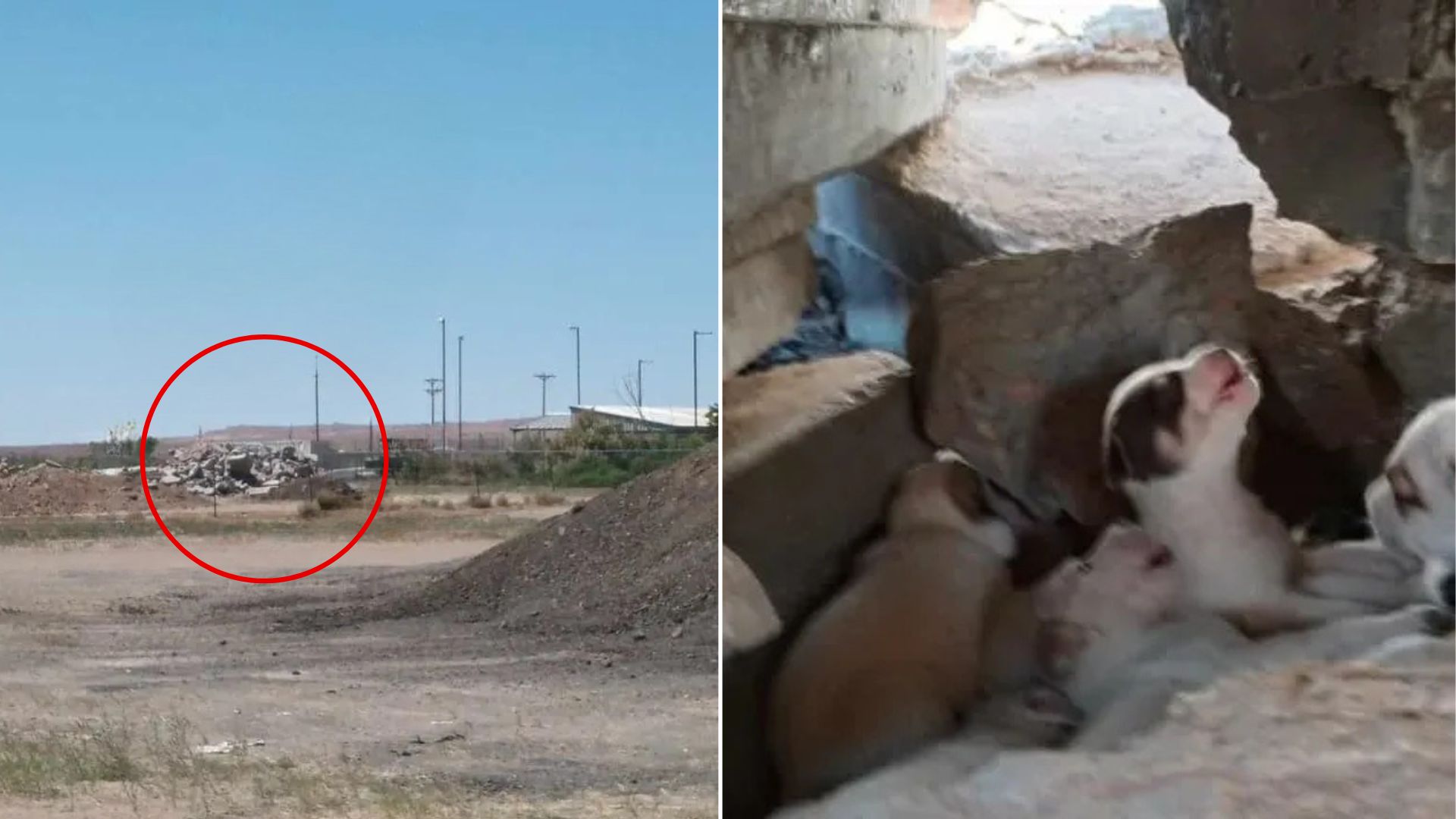 Colorado Woman Crawls Into Rubble To Save A Dog Family Moments Before Bulldozers Arrive
