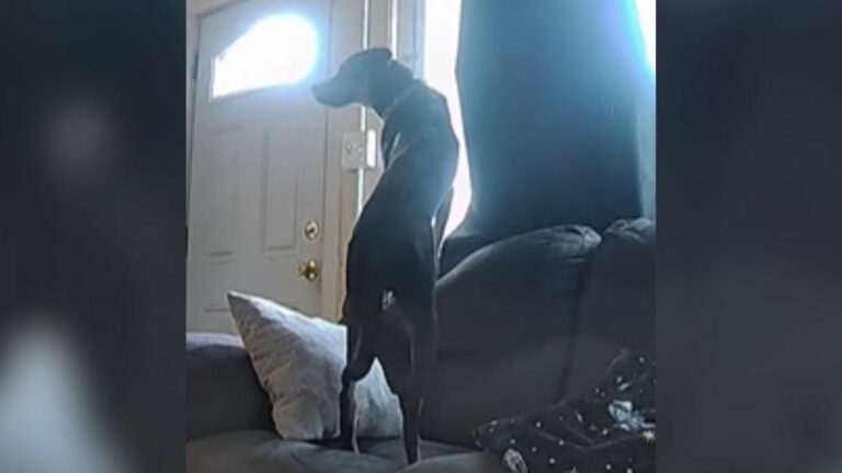 dog in house