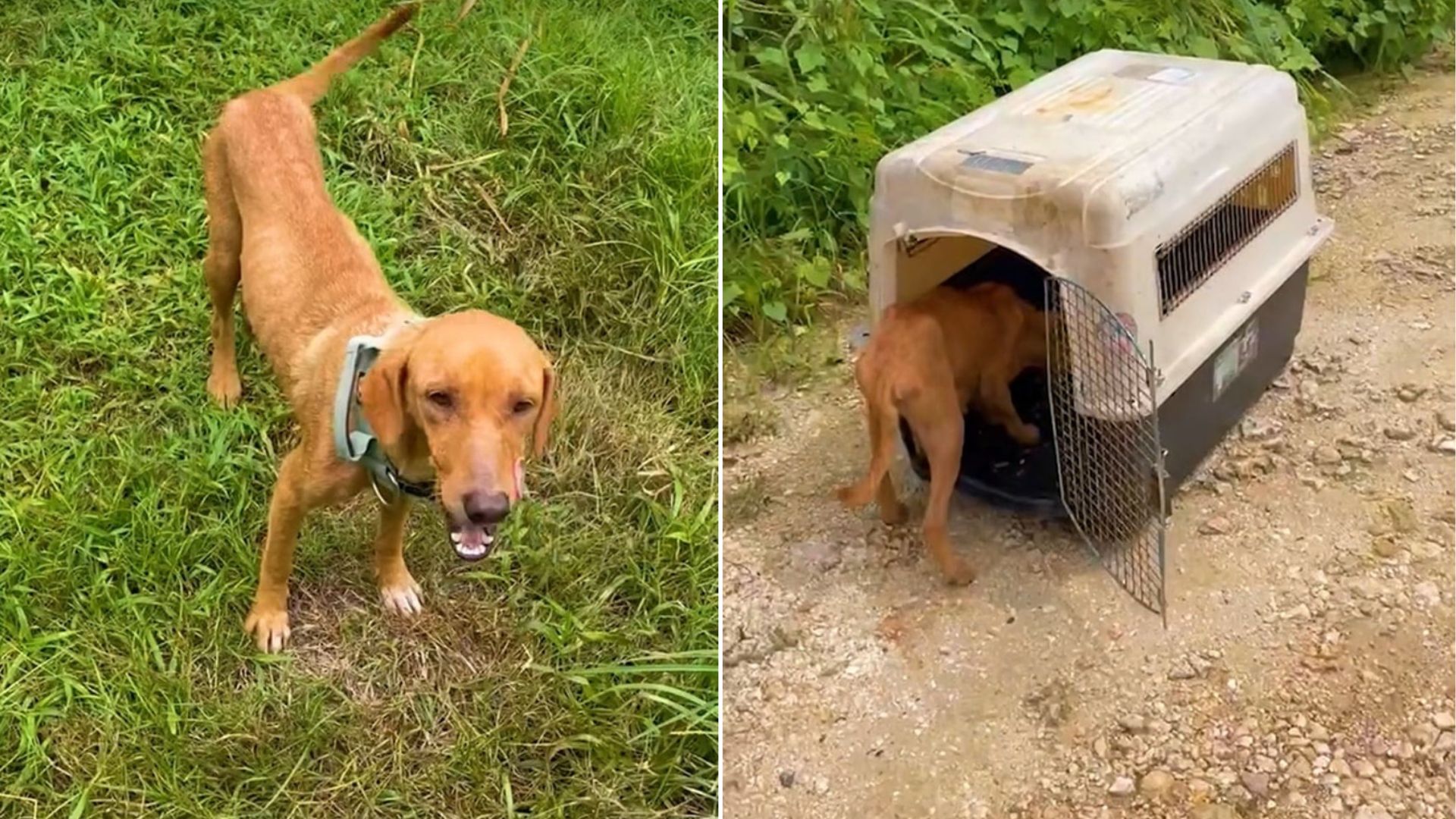 Colorado Women Save Stray Dog In Saipan And Uncover A Jungle Secret She Tried To Share