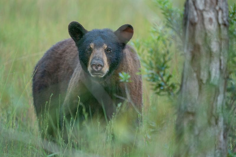 Florida Black Bears