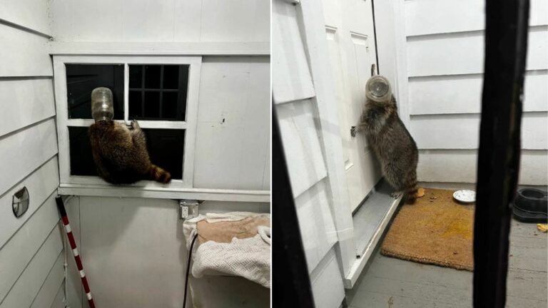 raccoon stuck with a jar
